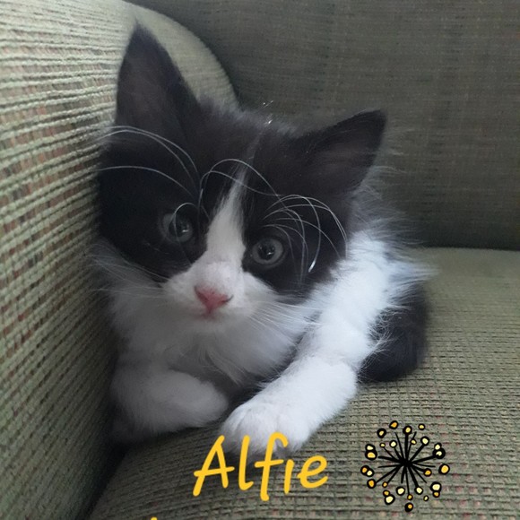 alfiesdarla198